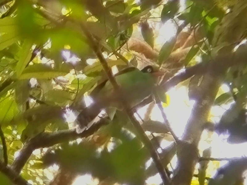 Borneo Yeşil Saksağanı - ML616621255
