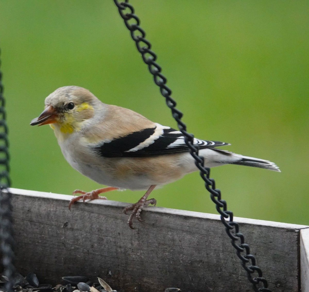 American Goldfinch - ML616621310