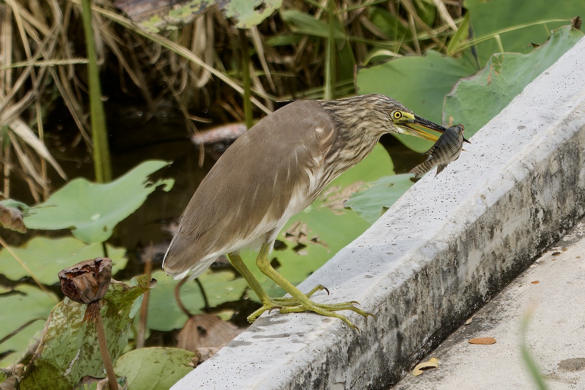 Garcilla sp. (Ardeola sp.) - ML616621322