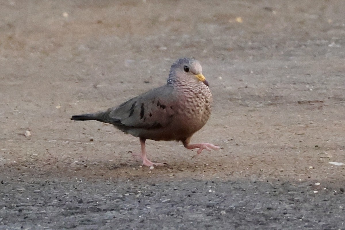 Common Ground Dove - ML616621345