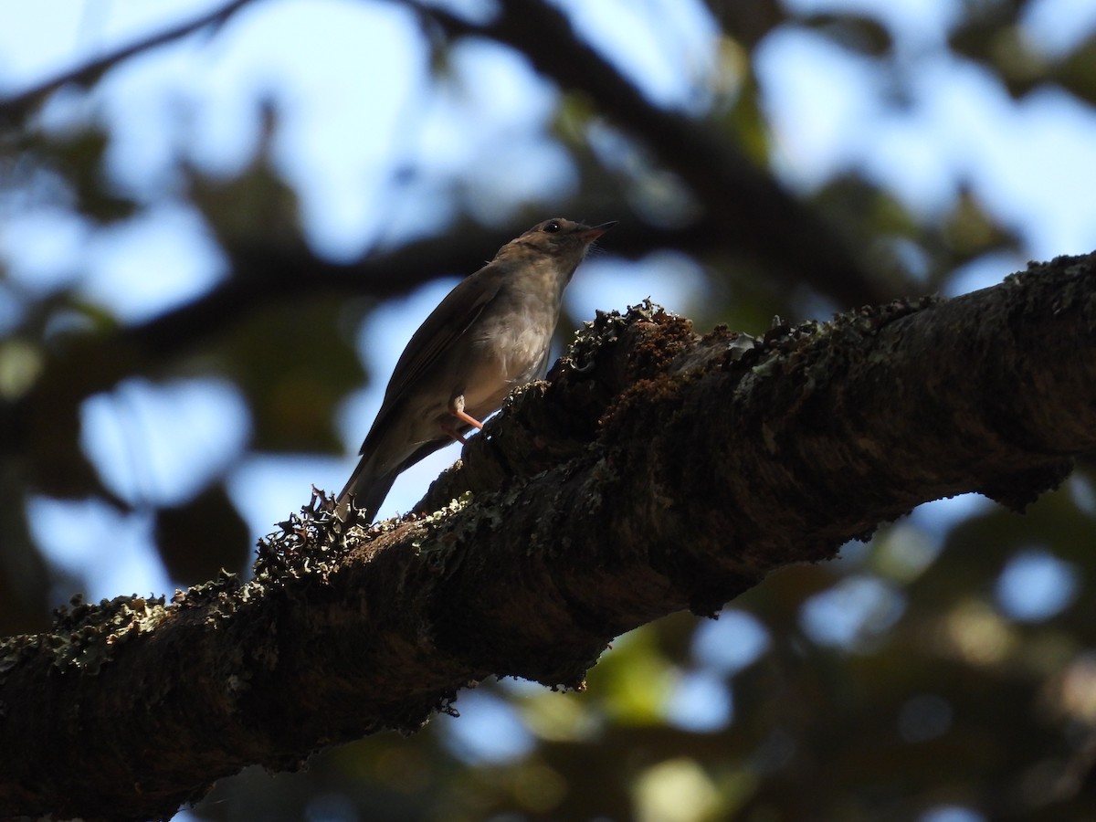 Russet Nightingale-Thrush - ML616621357