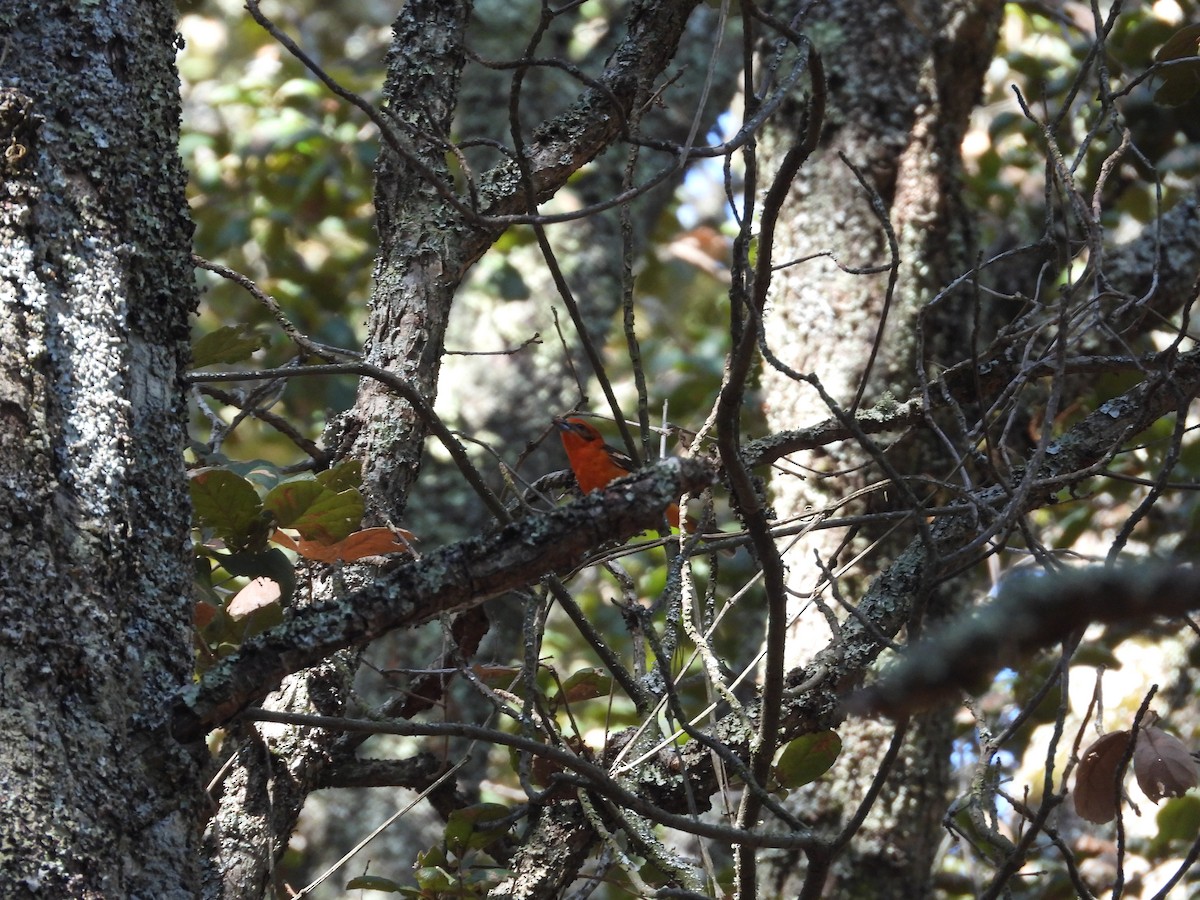 Flame-colored Tanager - ML616621378