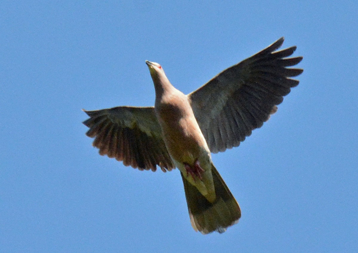 Ring-tailed Pigeon - ML616621419