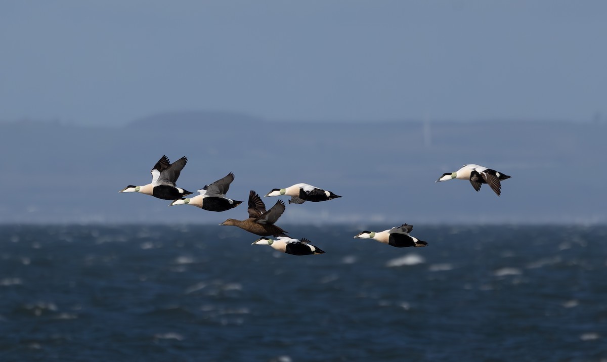 Common Eider - ML616621487