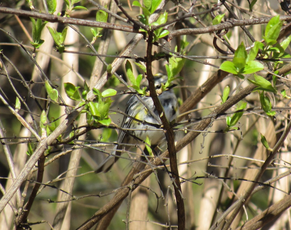 Yellow-rumped Warbler - Andy Maslowski