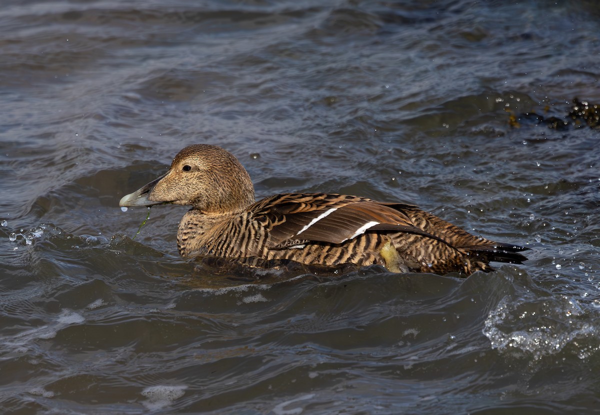 kajka mořská - ML616621502