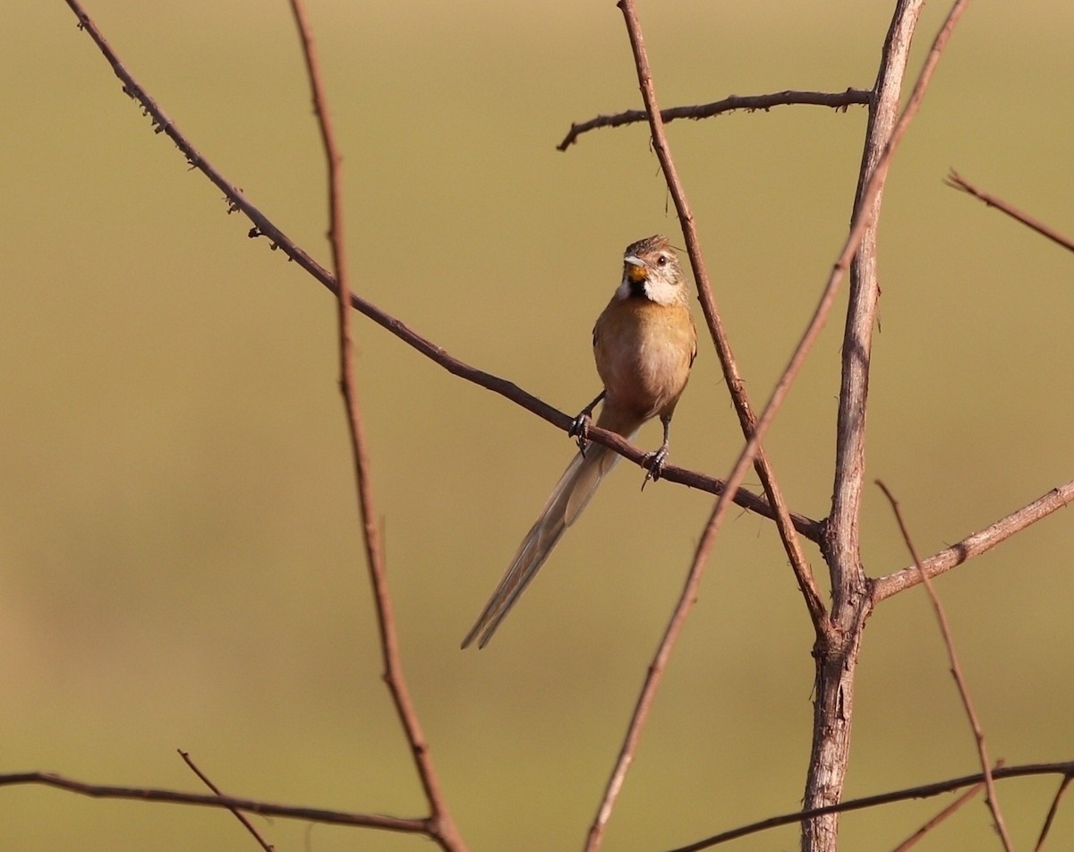 Chotoy Spinetail - ML616621508