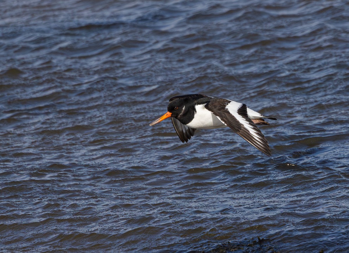 Eurasian Oystercatcher - ML616621529
