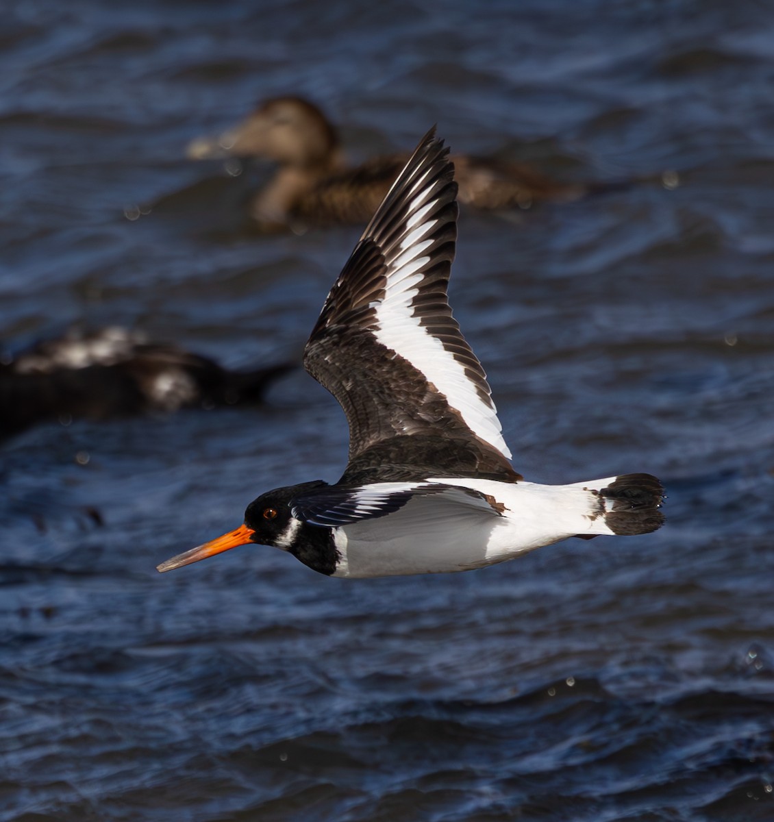 ústřičník velký - ML616621536