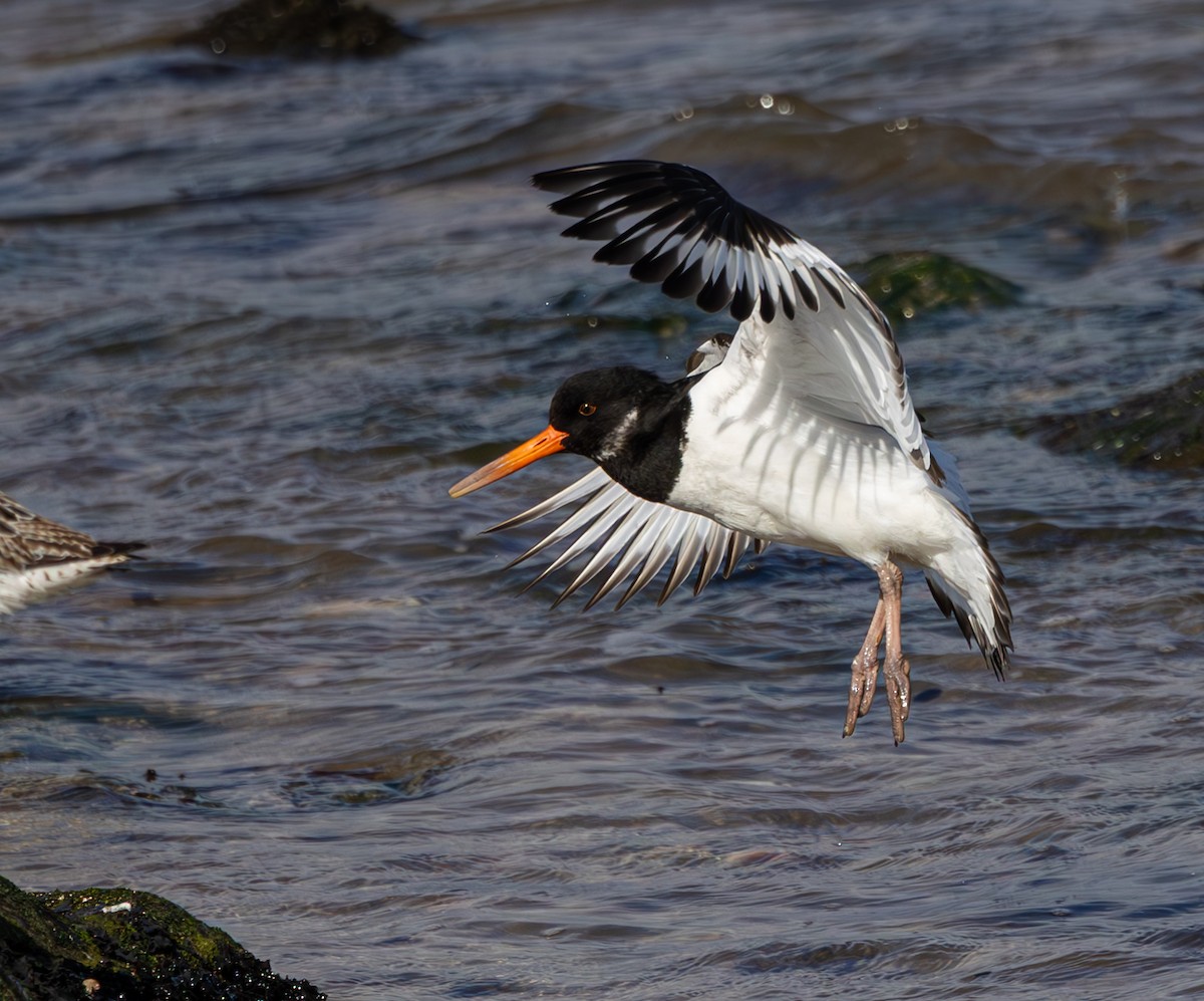 Eurasian Oystercatcher - ML616621549