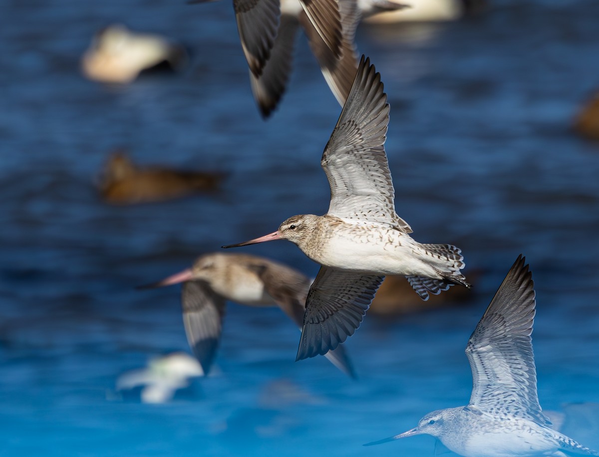 Bar-tailed Godwit - ML616621558