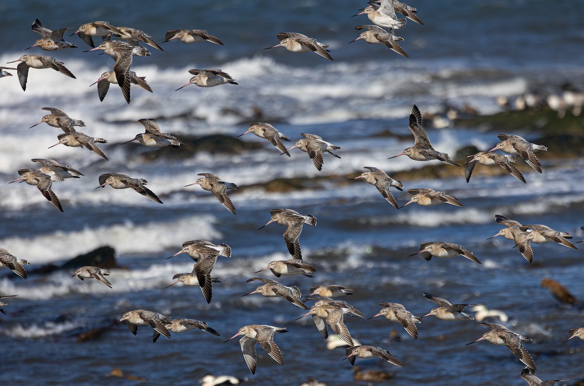 Bar-tailed Godwit - ML616621560