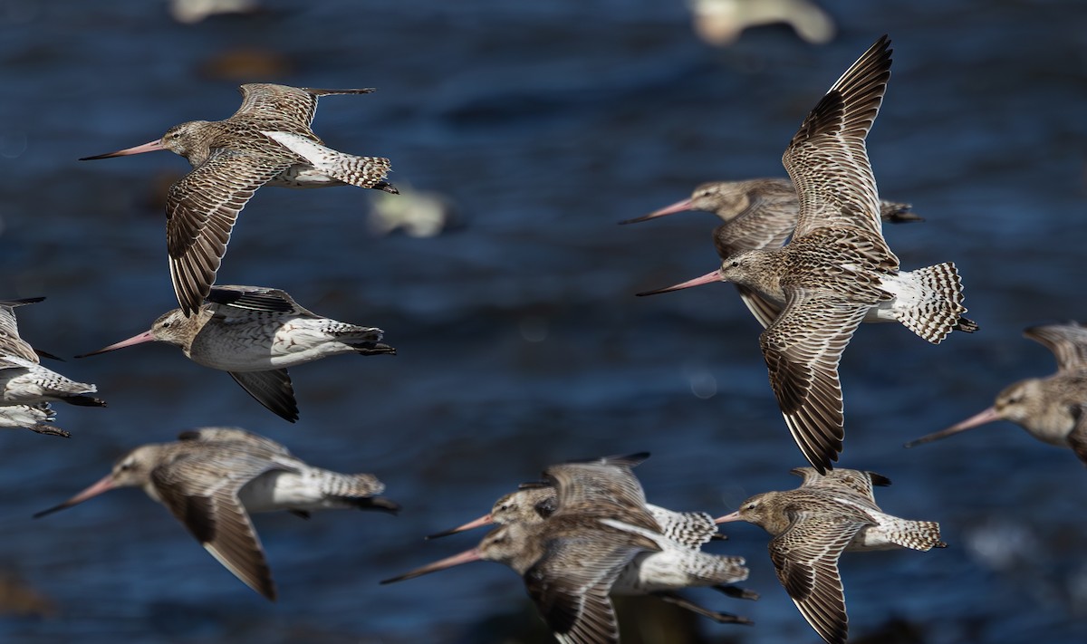 Pittima minore - ML616621564