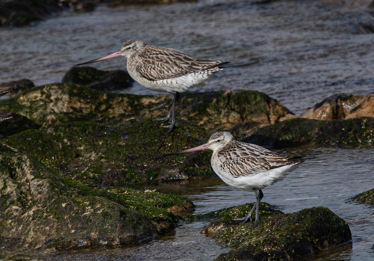 Pittima minore - ML616621566