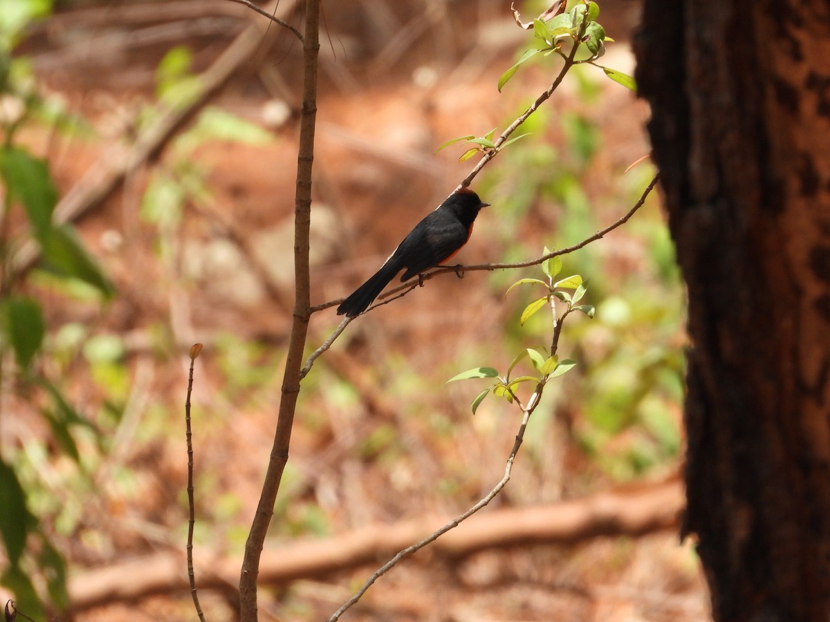 Slate-throated Redstart - Ignacio Torres-García