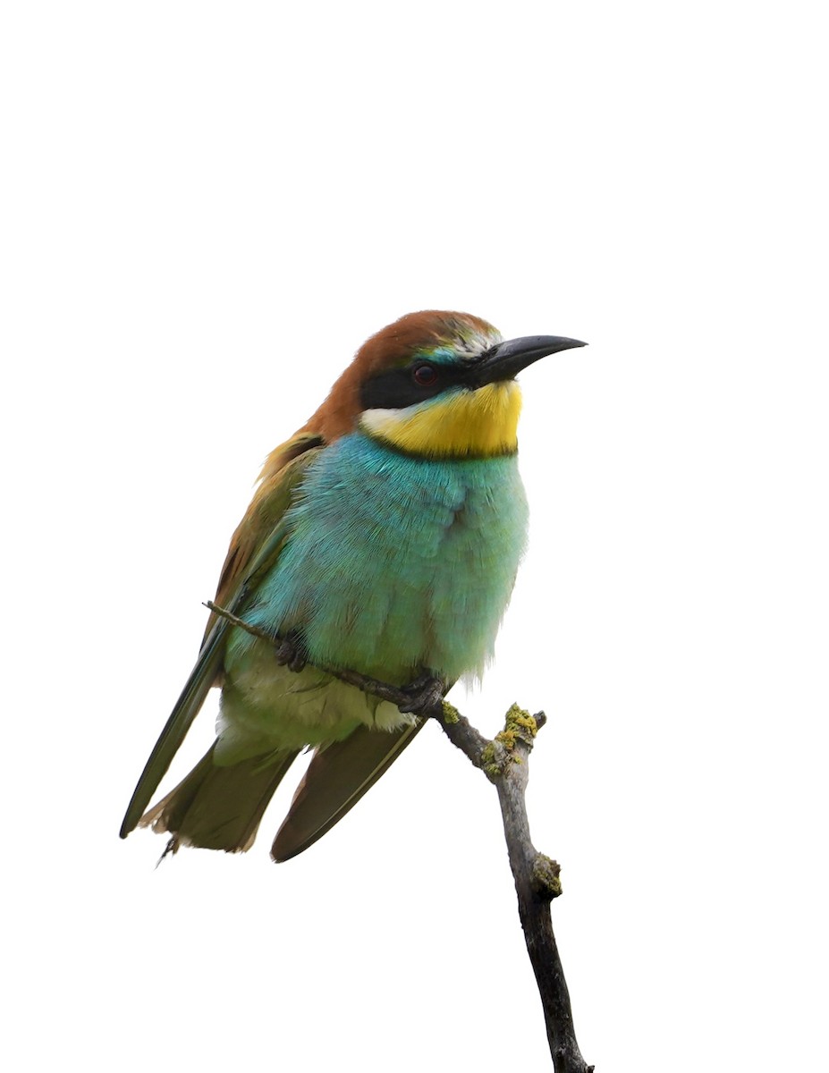 European Bee-eater - ML616621575