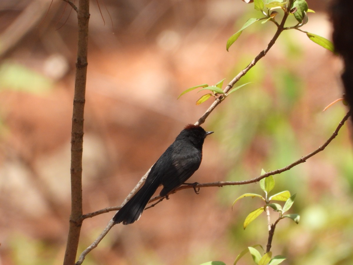 Slate-throated Redstart - ML616621588