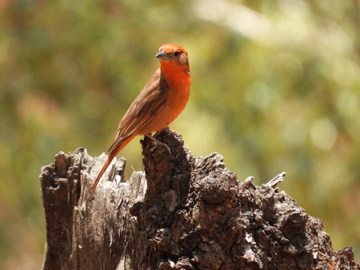 Hepatic Tanager - ML616621603