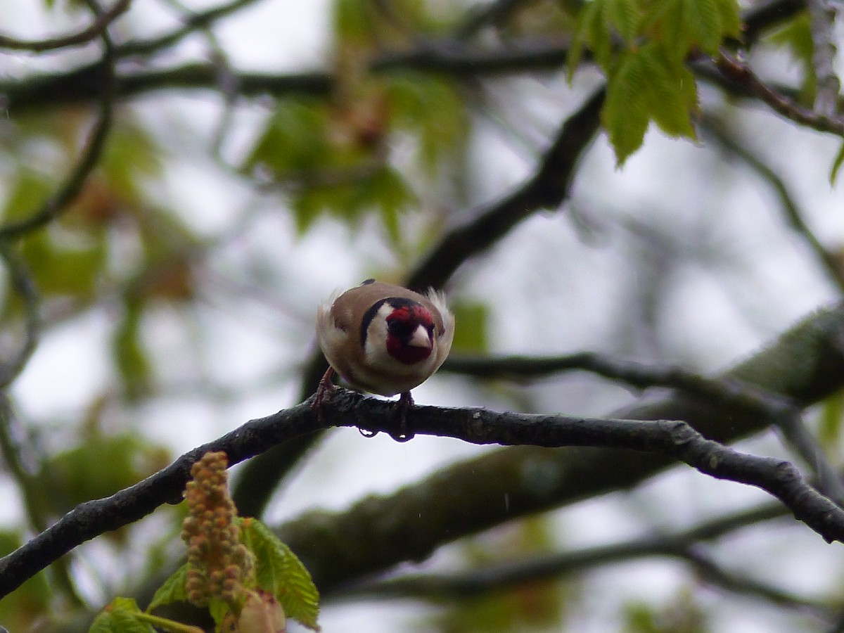 European Goldfinch - ML616621606