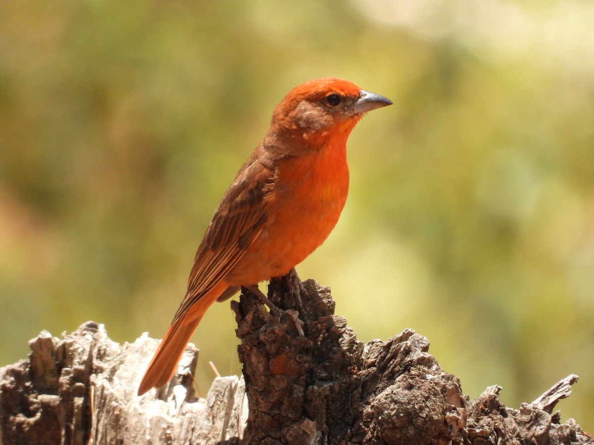 Hepatic Tanager - ML616621628