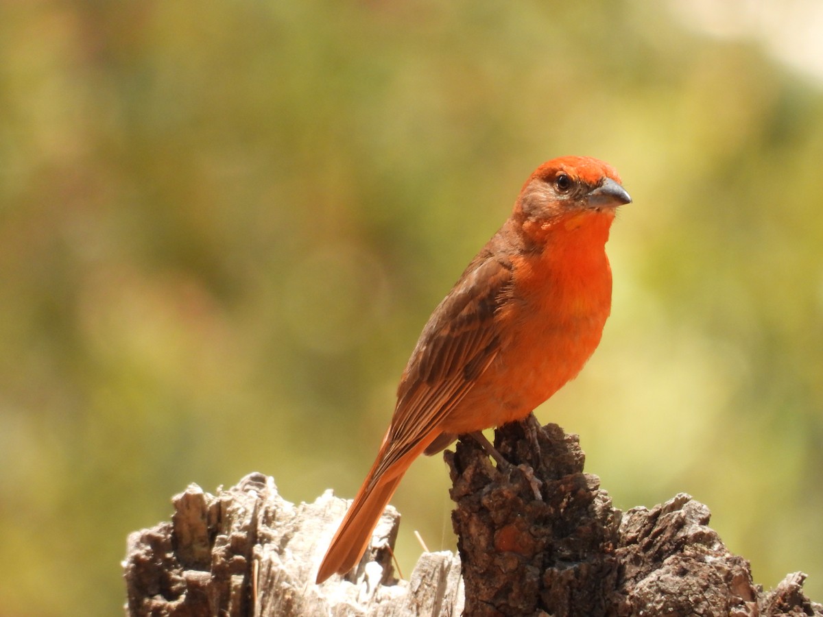 Hepatic Tanager - ML616621643