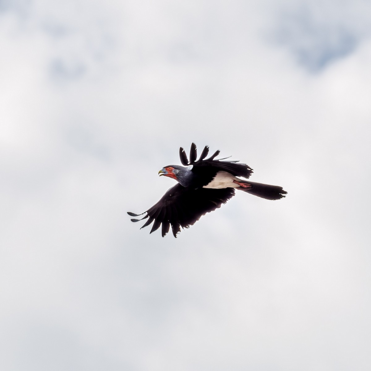 Caracara à gorge rouge - ML616621696