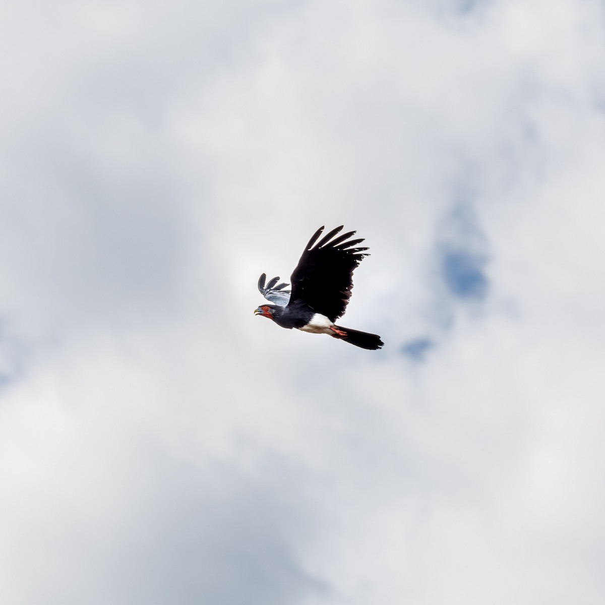 Red-throated Caracara - Luz S Cardona M