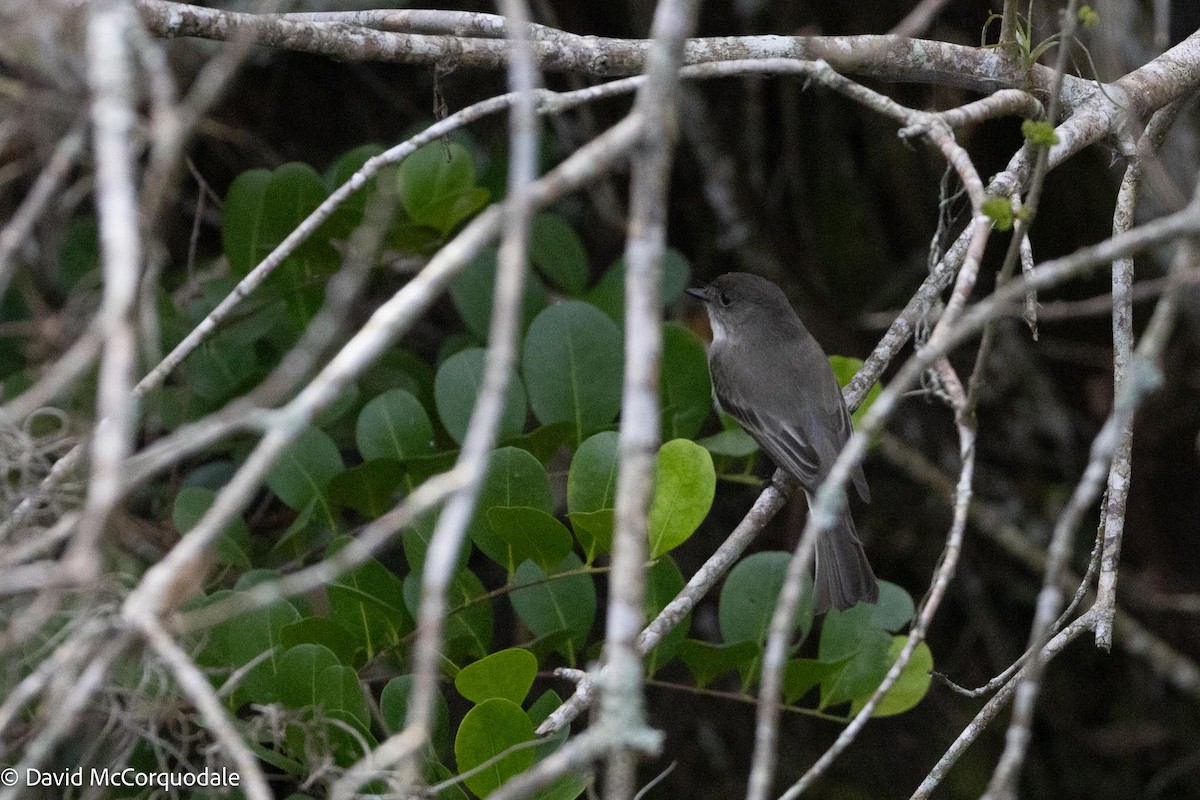 Eastern Phoebe - ML616621711