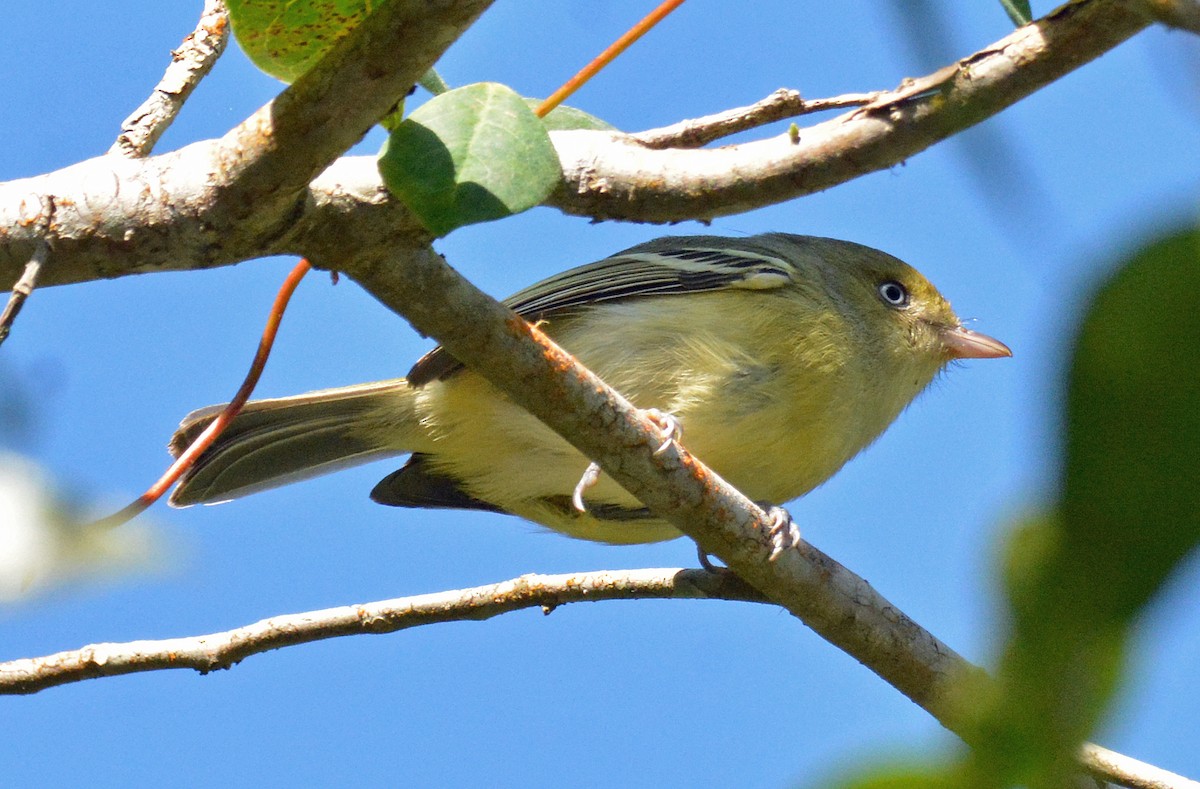 Jamaican Vireo - Michael J Good