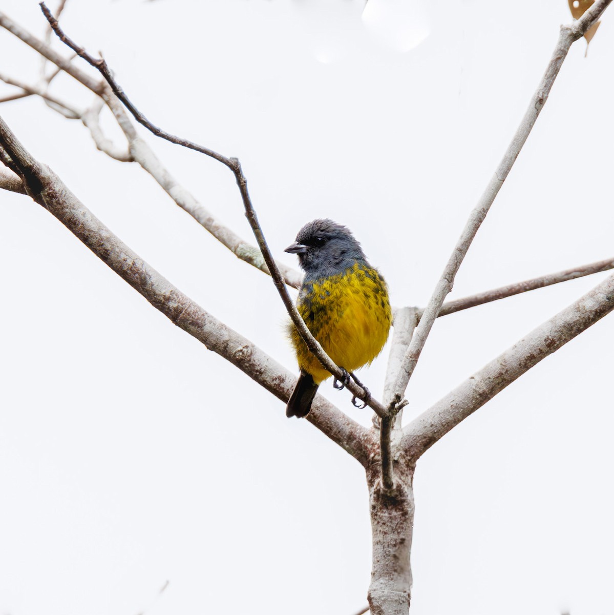 Plumbeous Euphonia - ML616621742