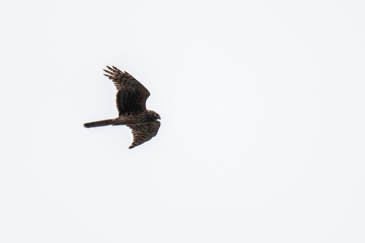 Northern Harrier - ML616621804