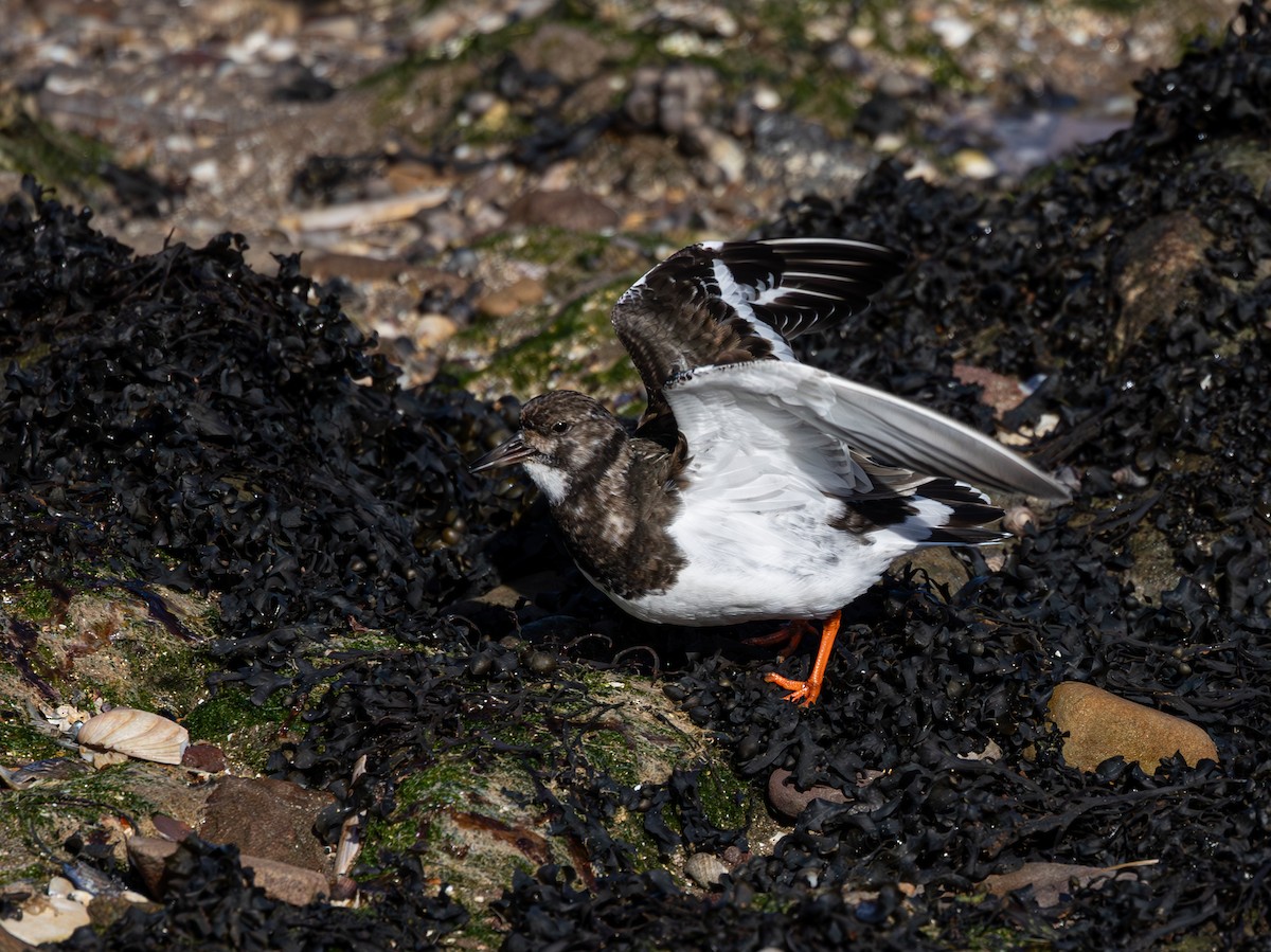 Voltapietre - ML616621813