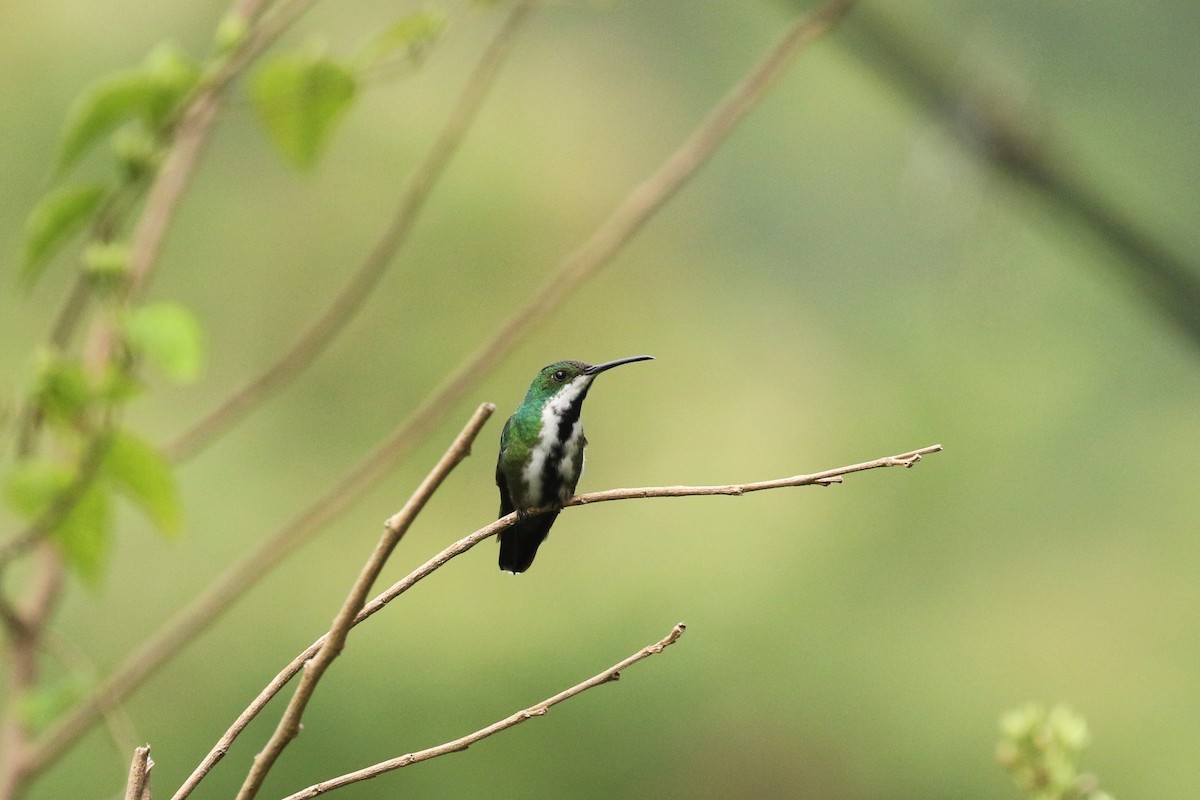 kolibřík tropický - ML616621814