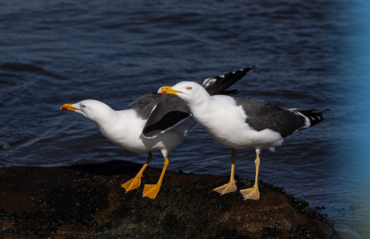 racek žlutonohý - ML616621830