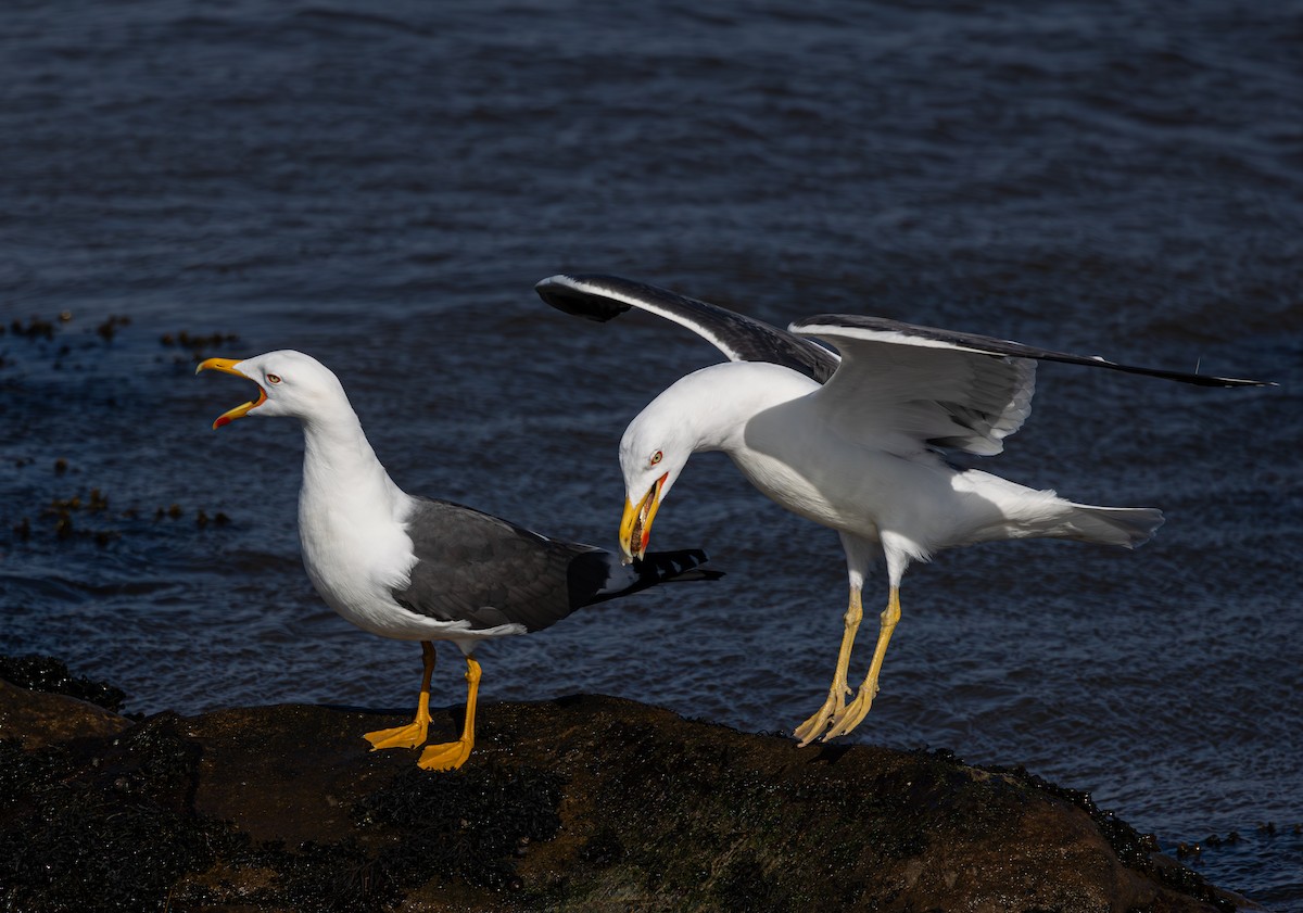 Lesser Black-backed Gull - ML616621832