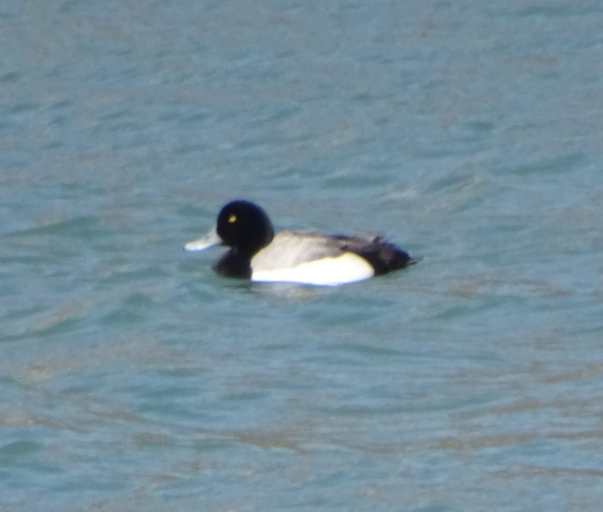 Greater Scaup - judith morsink