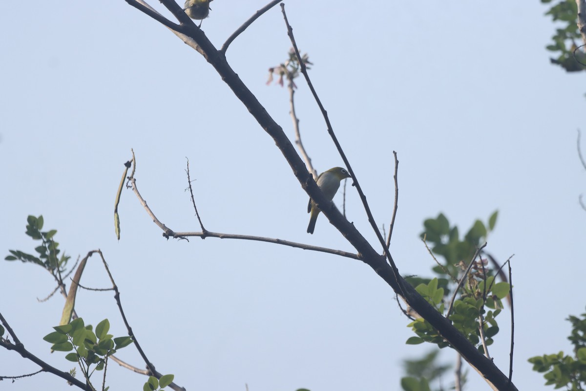 Indian White-eye - PRABHAKAR GUJJARAPPA