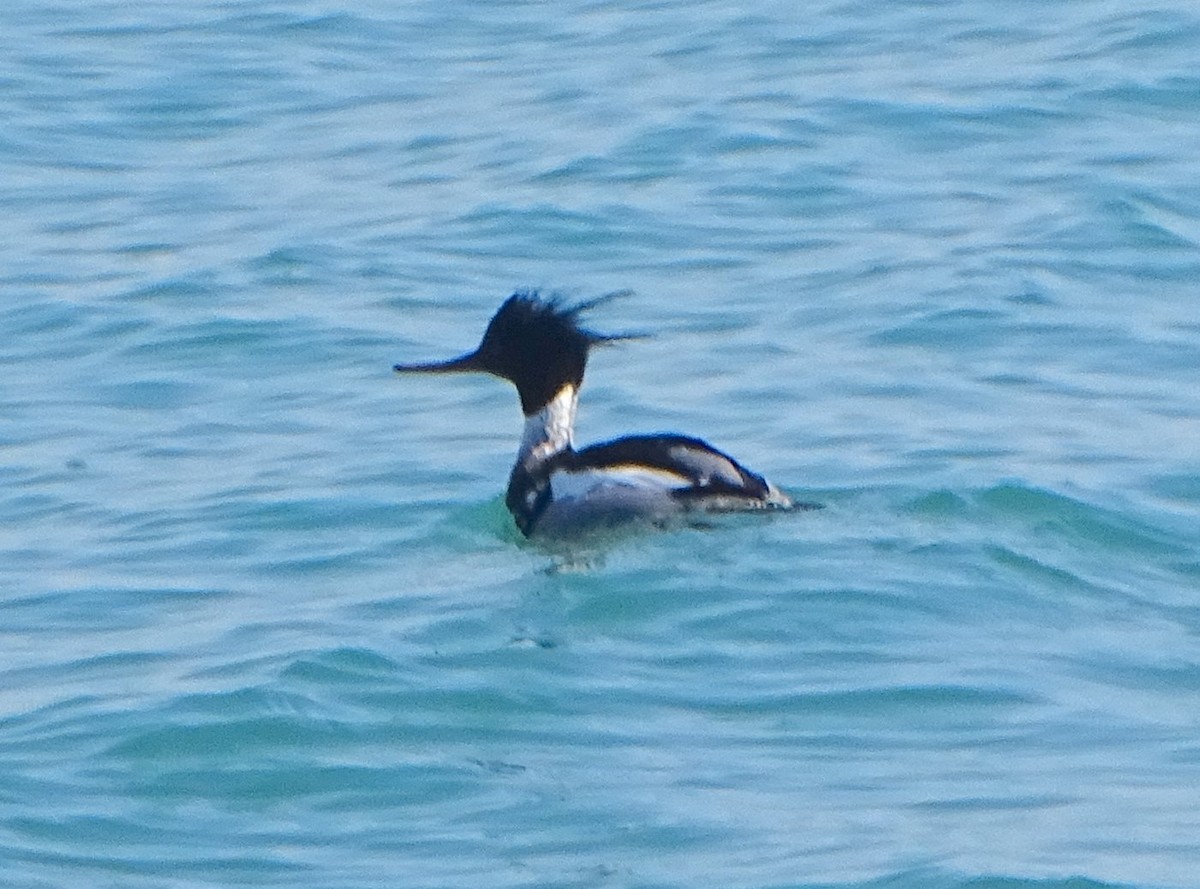 Red-breasted Merganser - judith morsink