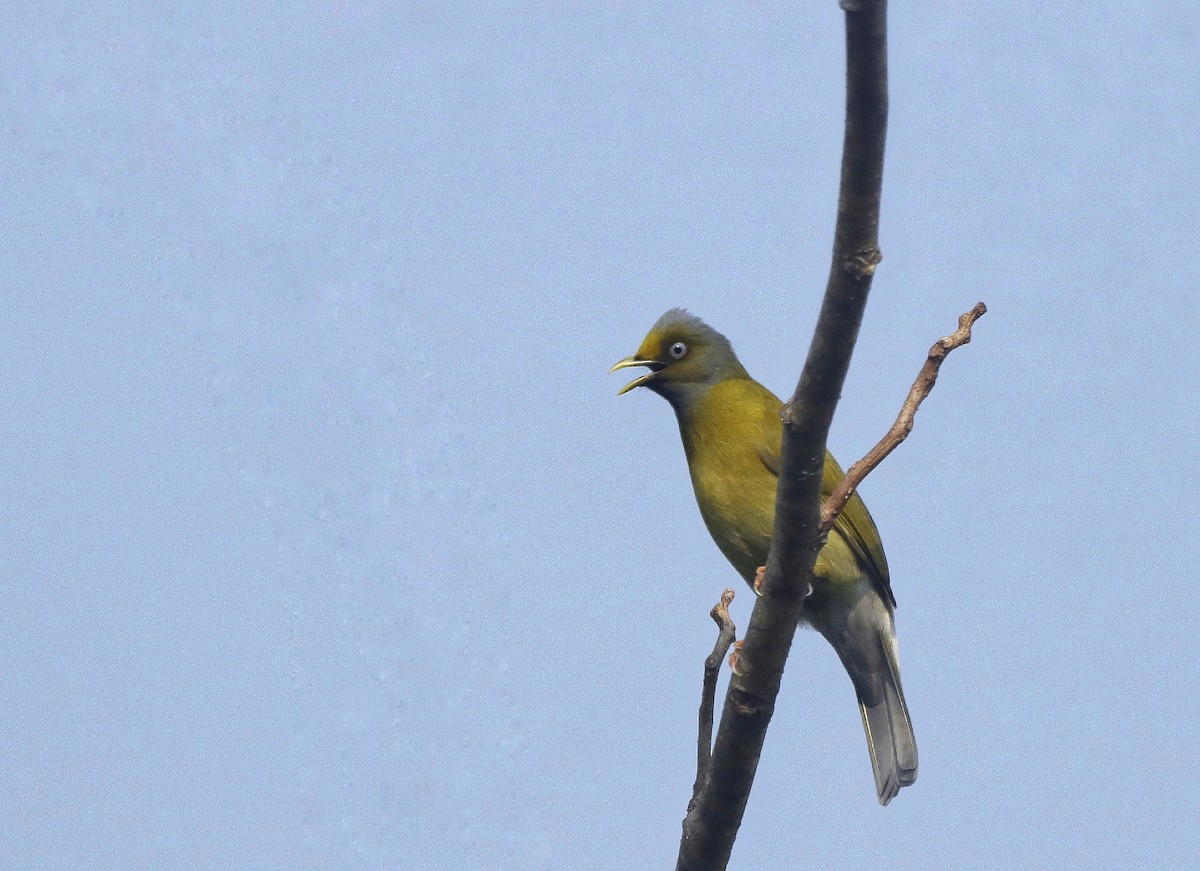 Gray-headed Bulbul - ML616621847