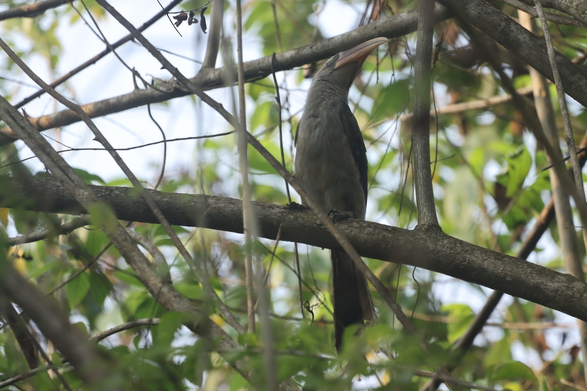 Cálao Gris Malabar - ML616621853