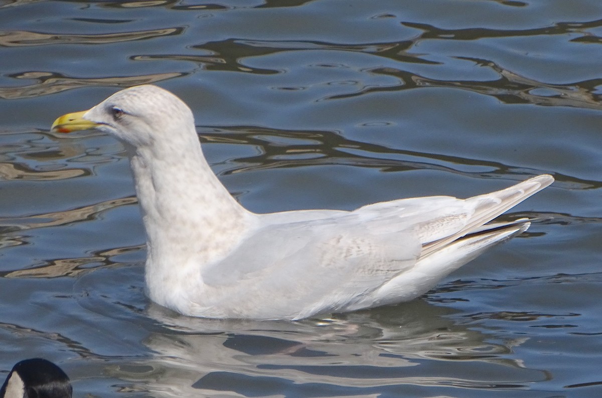 Iceland Gull (kumlieni) - ML616621857