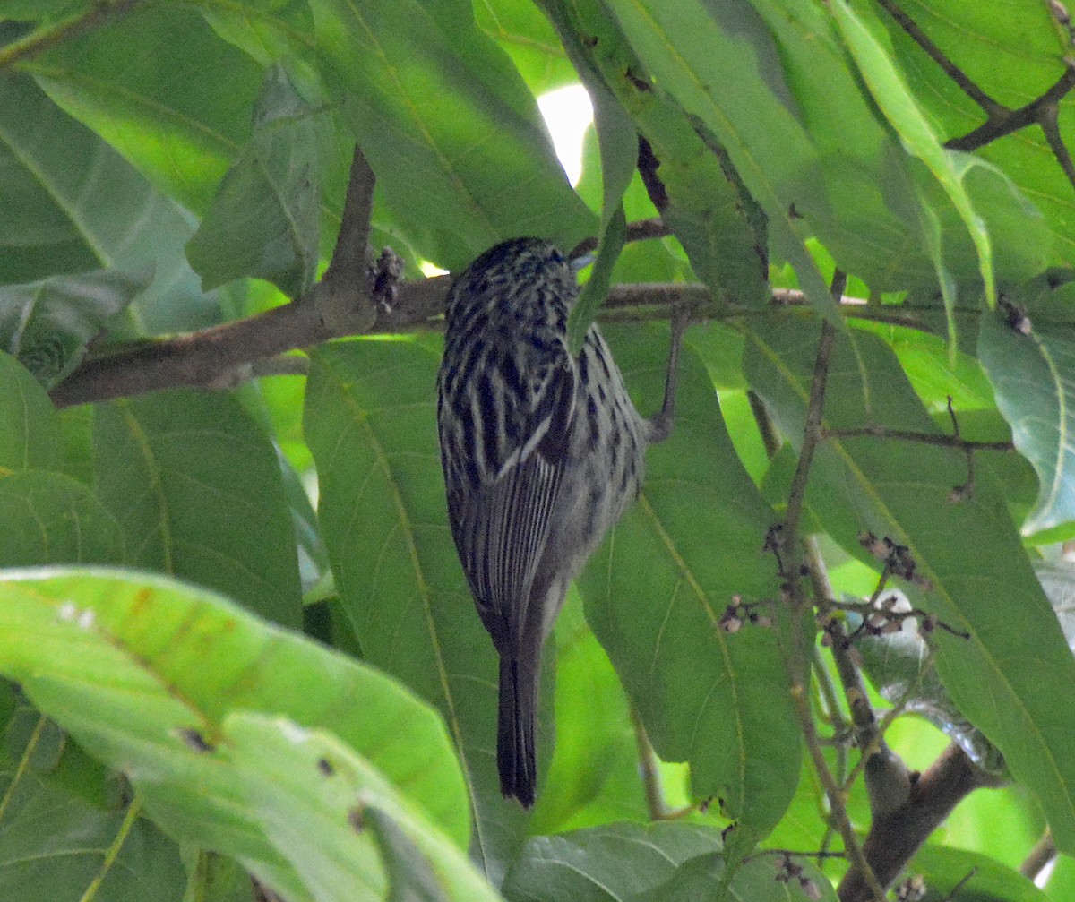 Arrowhead Warbler - ML616621861