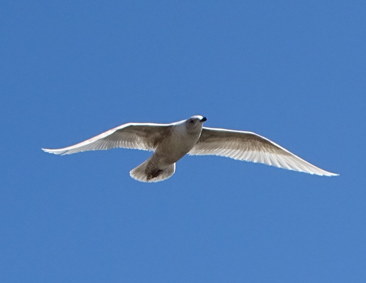 Iceland Gull (kumlieni) - judith morsink