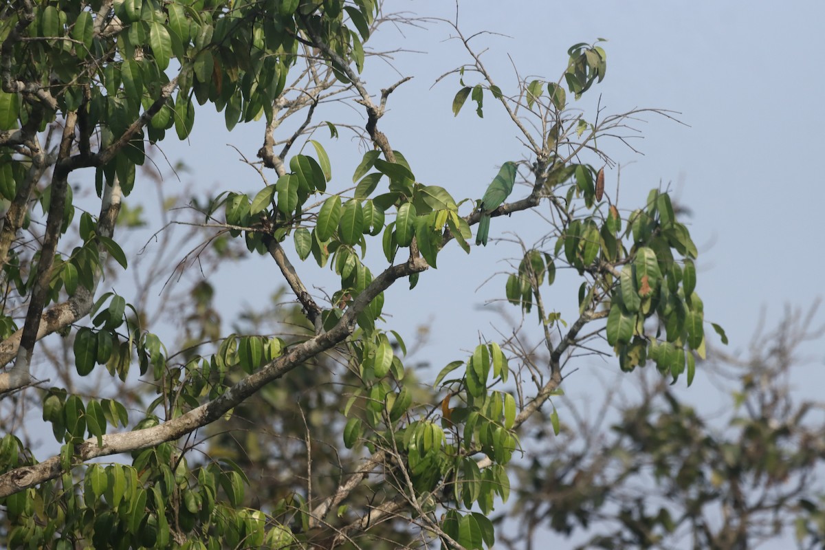 Abejaruco Barbiazul - ML616621868