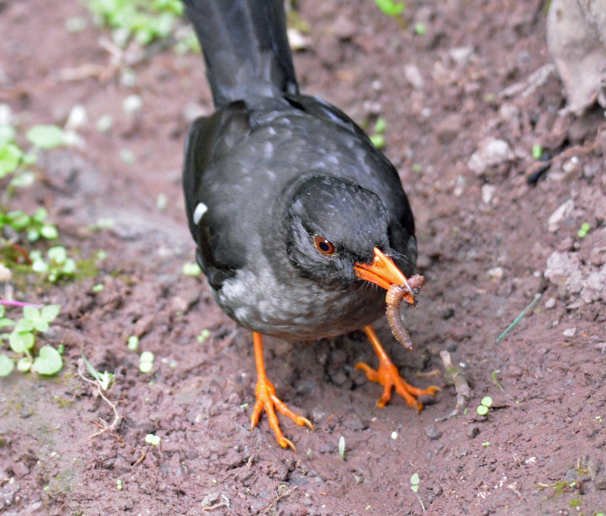 White-chinned Thrush - Michael J Good