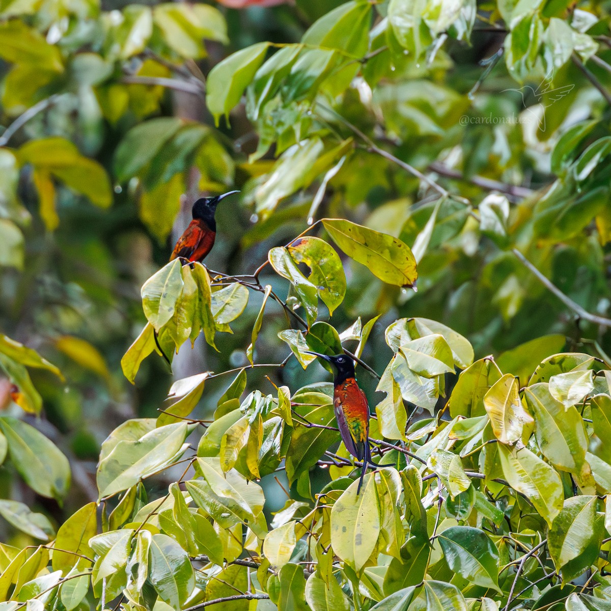 kolibřík zelenokostřečný - ML616621939