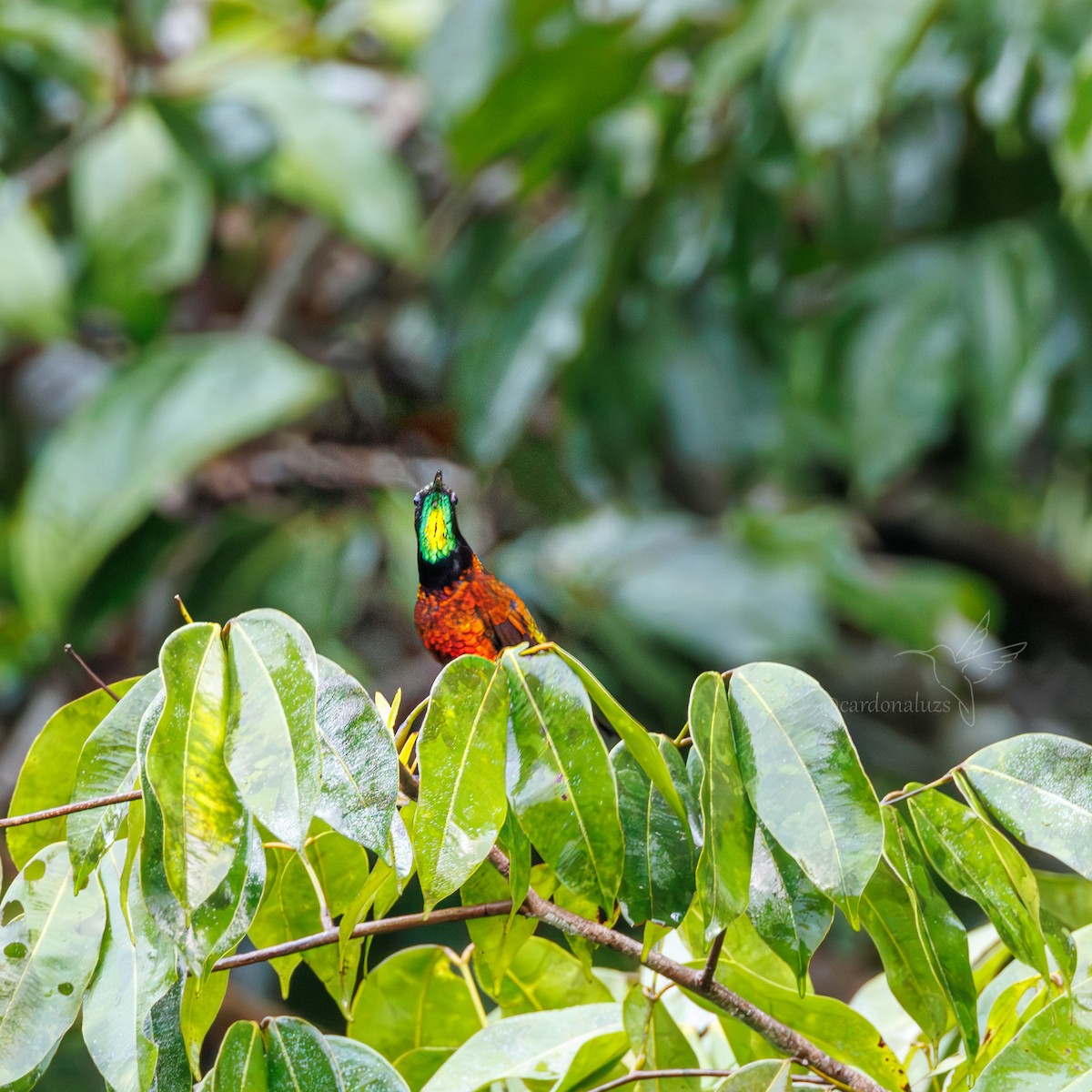 kolibřík zelenokostřečný - ML616621940