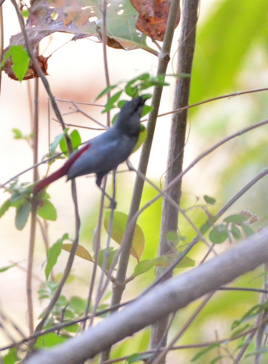 Lavender Waxbill - Carlos Alberto Ramírez