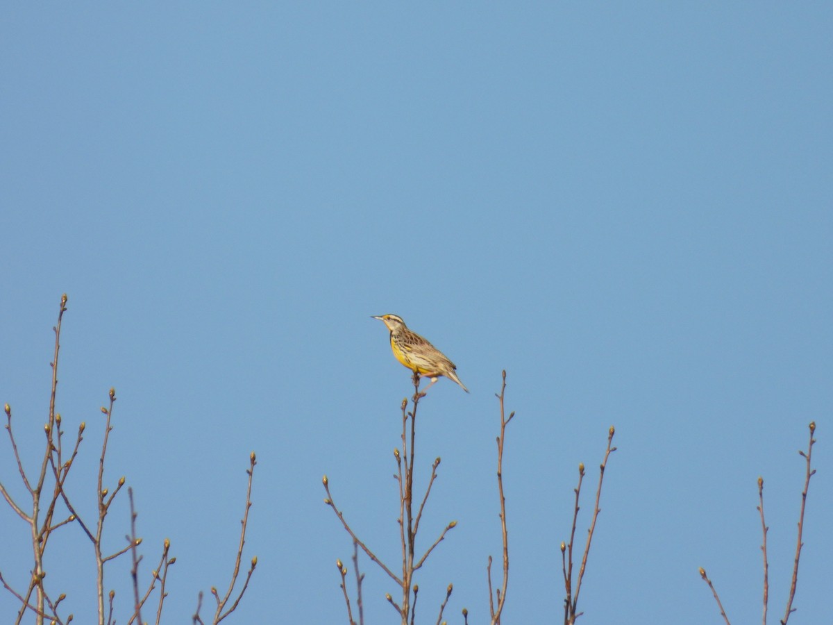 Eastern Meadowlark - ML616622000