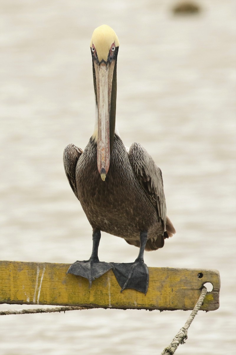 Brown Pelican - ML616622009